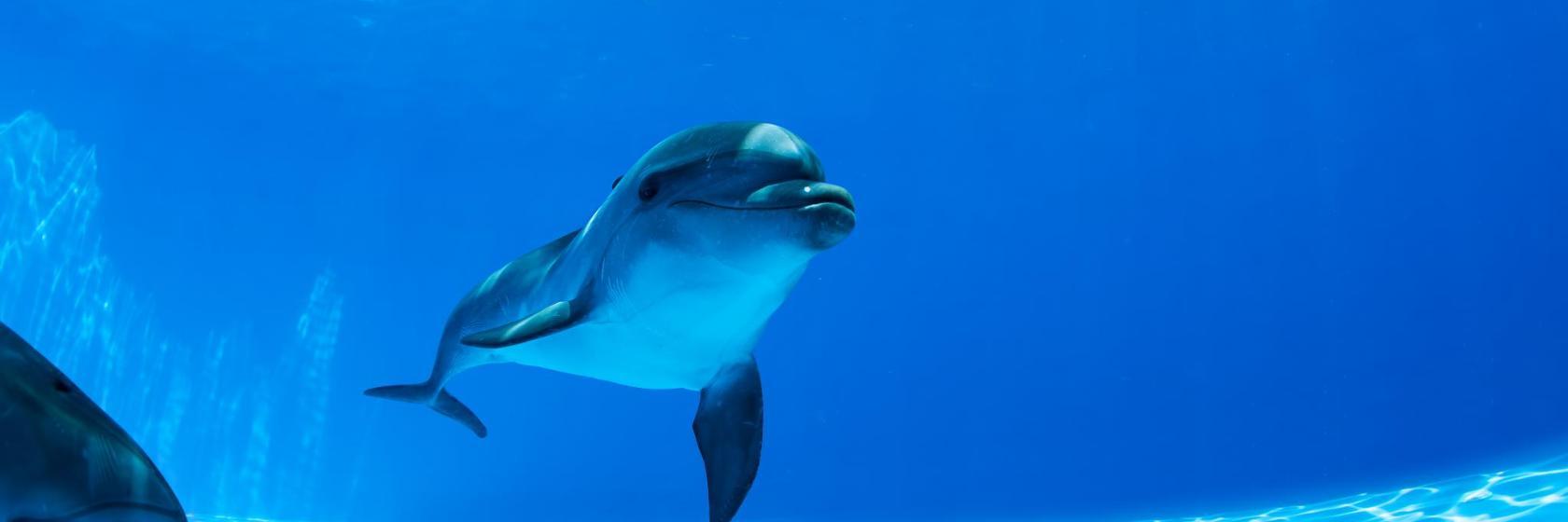 Dolphin Resort Bahrain